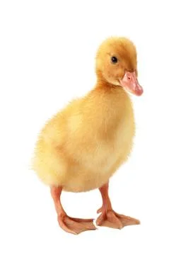 Duckling on an isolated background. Stock Photos