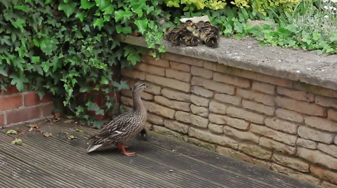 Duckling jumps to be with Mother Duck Stock Footage