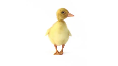 Duckling looking around and shaking on white background Stock Footage 23120611