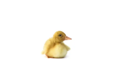 Duckling lying and looking around on white background Stock Footage 23120636