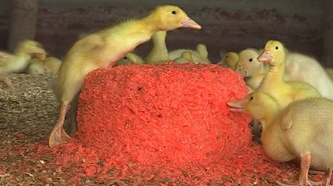 Duckling makes it to the top of the red carrot heap Vídeos de archivo 56246623