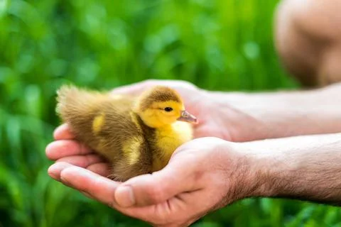 Duckling in a man's hand Stock Photos