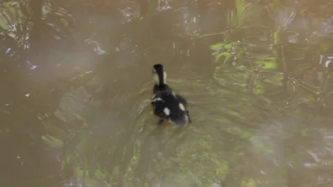 Duckling Paddles in Stream Stock Footage 138780860