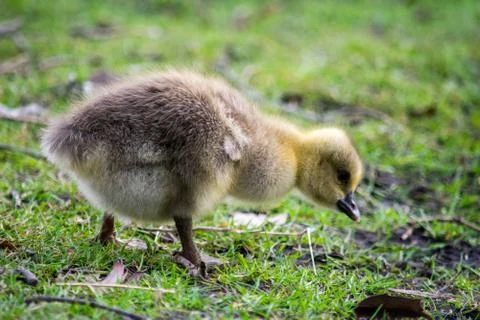 A duckling in a park Stock Photos
