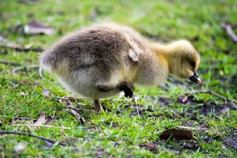 A duckling in a park Stock Photos