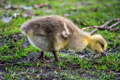 A duckling in a park Stock Photos