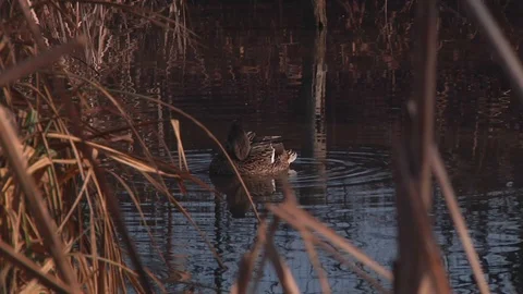 Duckling in the park pond. Stock Footage 118444354