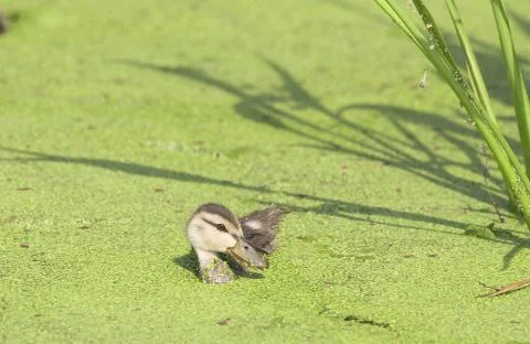 Duckling Stock Photos
