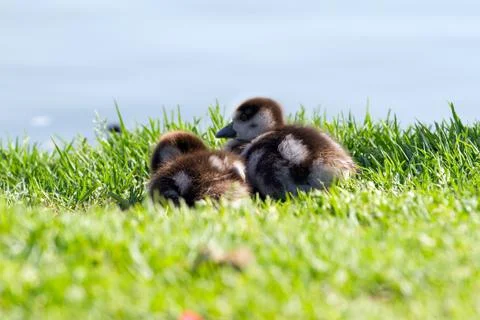 Duckling Stock Photos