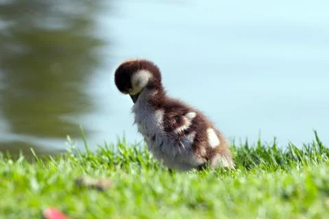 Duckling Stock Photos