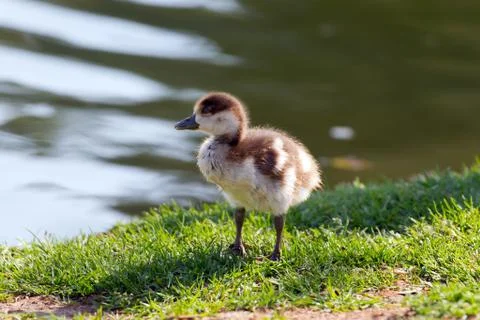 Duckling Stock Photos