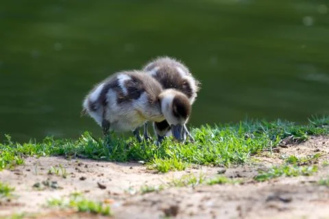 Duckling Stock Photos
