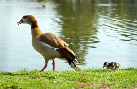 Duckling Stock Photos
