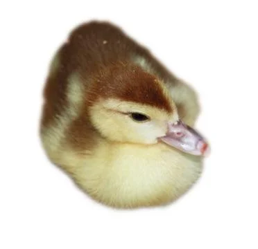 Duckling Stock Photos