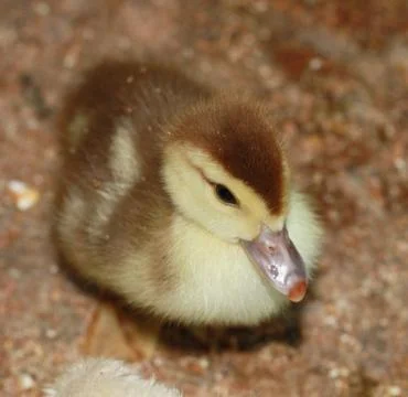 Duckling Stock Photos