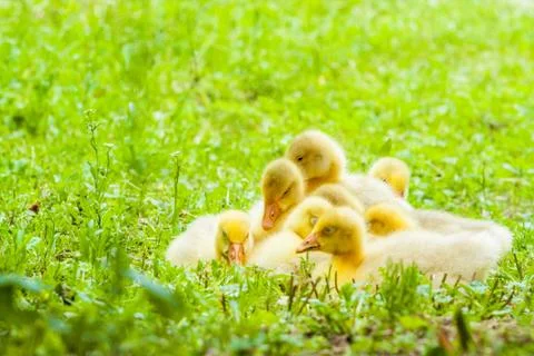 Duckling Stock Photos