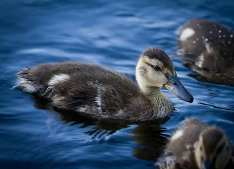 Duckling Stock Photos