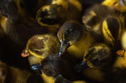 Duckling Foto stock