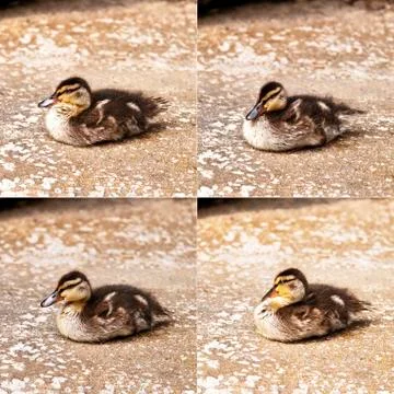 Duckling Stock Photos