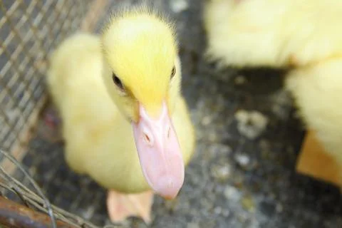 Duckling Stock Photos