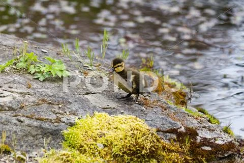 Duckling Stock Photos