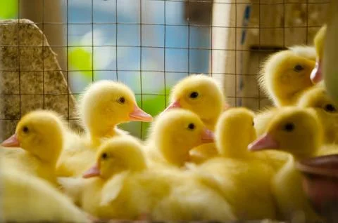 Duckling Stock Photos