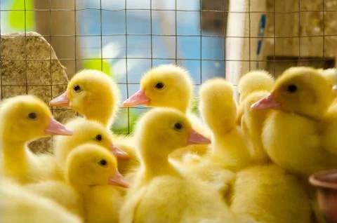 Duckling Stock Photos