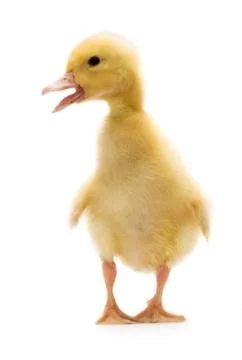 Duckling Stock Photos
