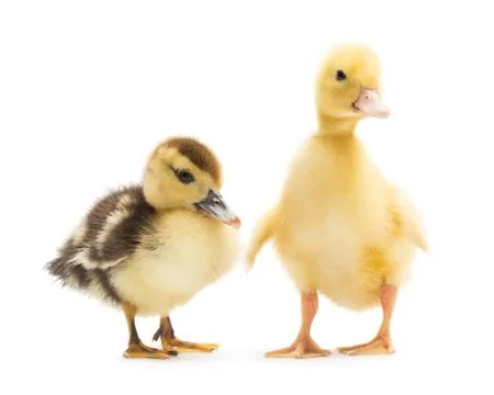 Duckling Stock Photos