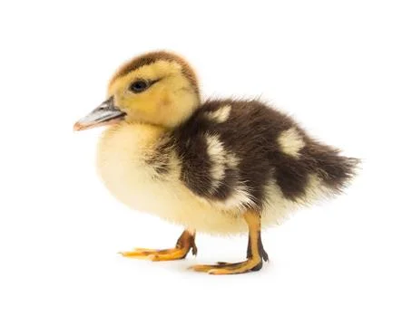Duckling Stock Photos