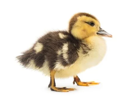 Duckling Stock Photos