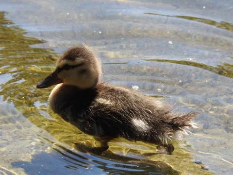 Duckling Stock Photos