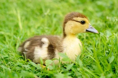Duckling Stock Photos