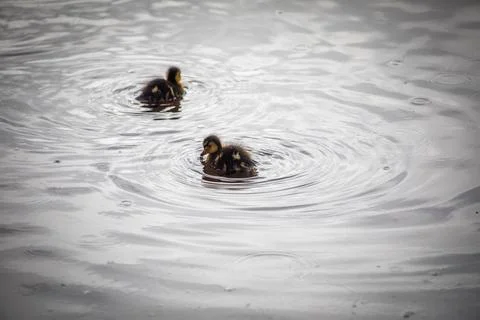 Duckling Fotos Stock