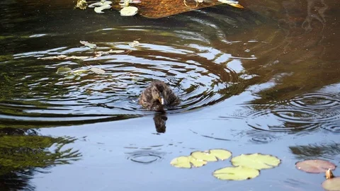 Duckling on pond flapping SM 30 1a Stock Footage 106365178