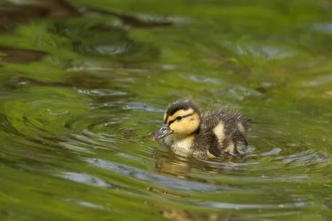 Duckling in the pond Stock Photos