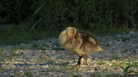 Duckling Preening and Stumbling on Pebble Shore in 4K Slow Motion Nature Footage Stock Footage 337715571