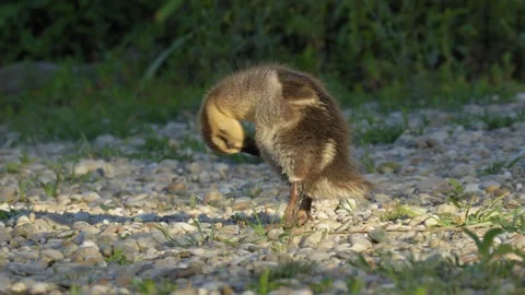 Duckling Preening Its Feathers on Pebble Shore in 4K Slow Motion Nature Footage Stock Footage 337720433