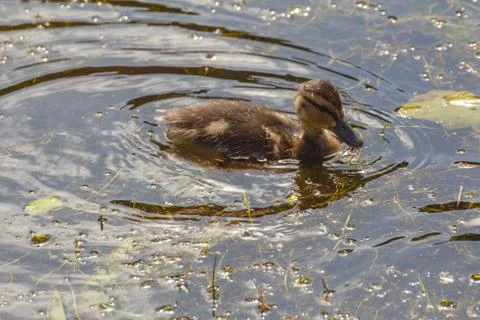 Duckling on a river Stock Photos