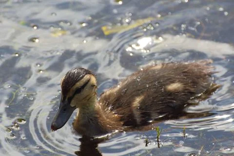 Duckling on a river Stock Photos