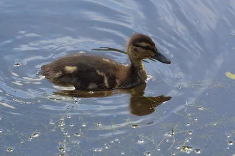 Duckling on a river Stock Photos