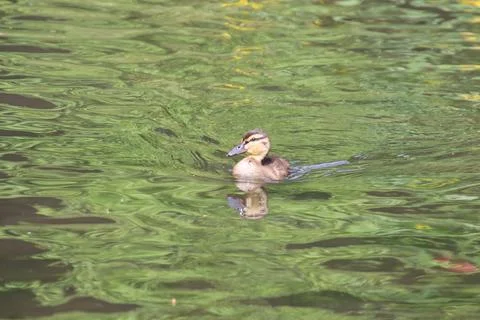 Duckling on a river Stock Photos