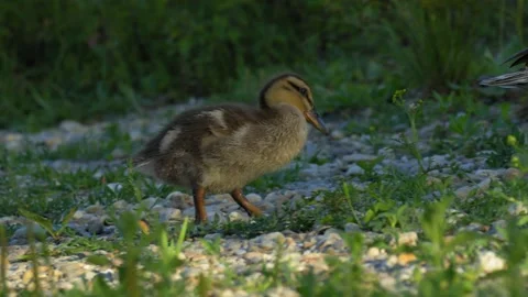 Duckling Running Across Pebble Shore in 4K Slow Motion Nature Footage Video stock 337715726