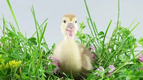 Duckling screaming and walking to camera in green grass with flowers Stock Footage 52264562
