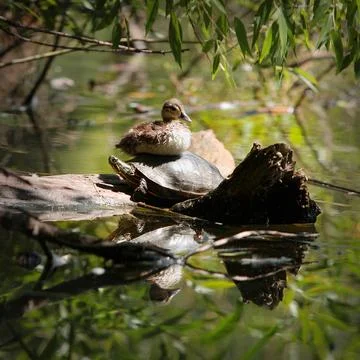 Duckling sitting on top of a turtle Stock Photos