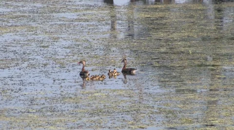 Duckling Squabble Video stock 42685918