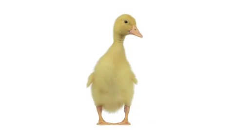 Duckling standing and quacking Stock Footage 37342348
