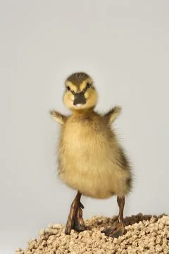 Duckling Standing On Feed Foto stock