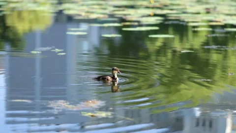 The duckling swims all alone. concept: lost, lonely, abandoned Stock Footage 156699768
