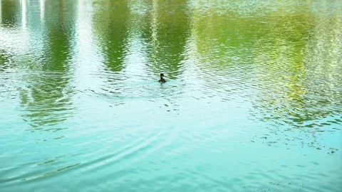 Duckling swims in the pond. Stock-Footage 103572741